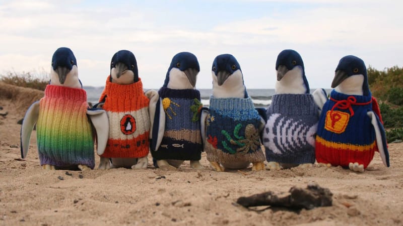Nejstarší Australan plete svetry pro tučňáky!