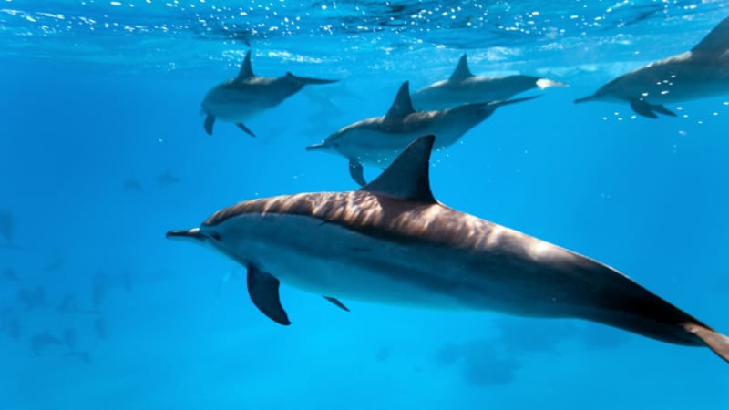 Delfíní život pod hladinou