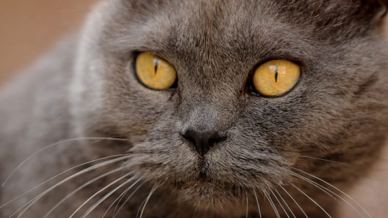 Smrtící kočky: máte doma nejhoršího zabijáka dneška?