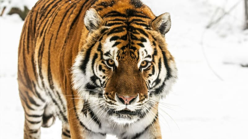 Sibiřští tygři vymírají na smrtící nemoc. Proč je lidé ohrožují na životě?