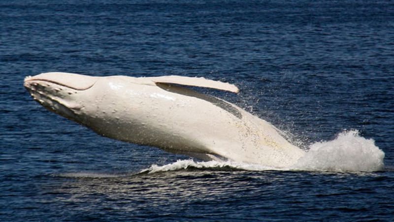 OBRAZEM: Nové fotky jediné bílé velryby jsou dechberoucí