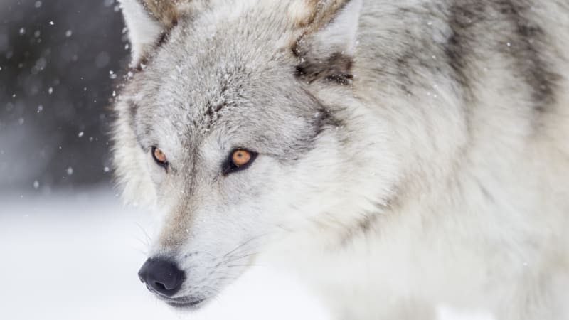 Domestikace psů začala podle finské studie uplácením vlků masem