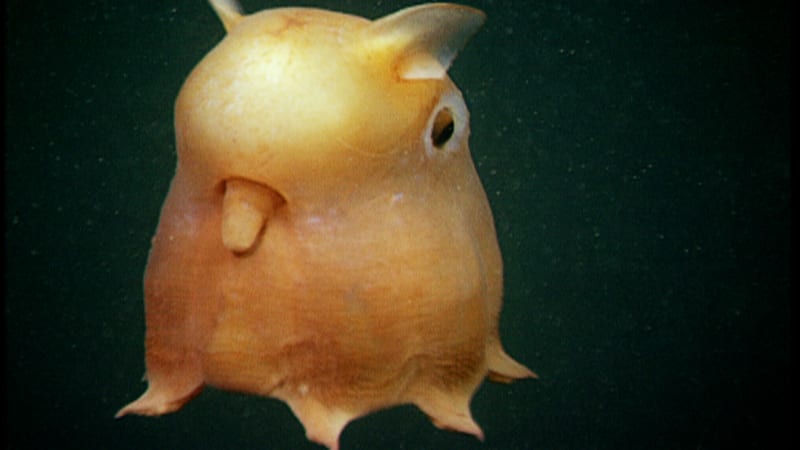 Chobotnice Grimpoteuthis 