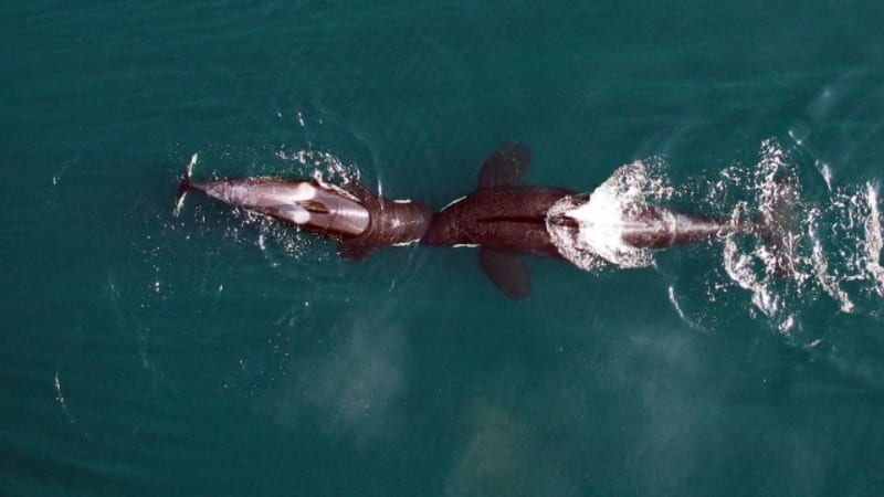 Biologové poprvé studovali kosatky dronem. A zjistili o nich dost děsivá fakta