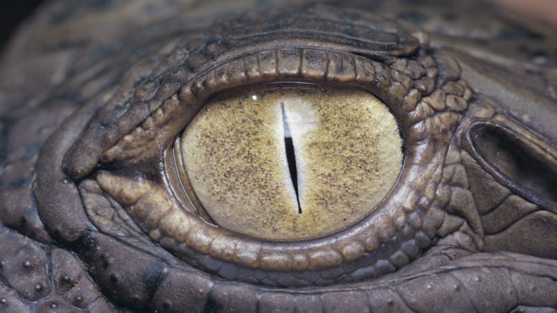 Krokodýli se naučili používat nástroje – jako vábničku