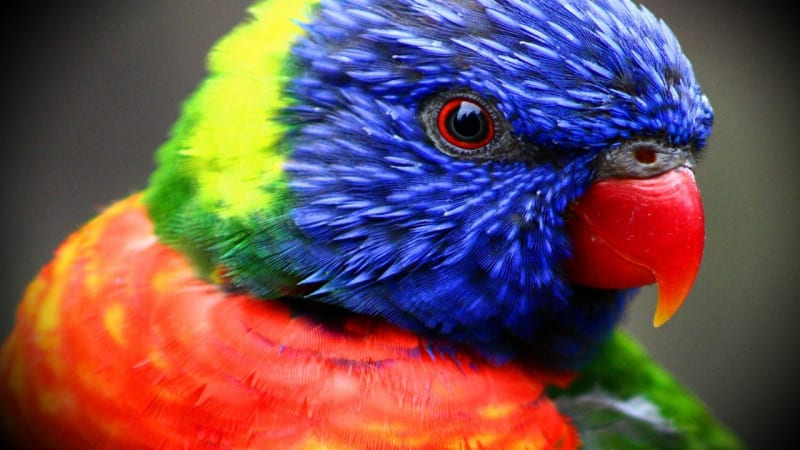 Záhada ptačích barev odhalena: a přišli na to vědci z Česka!