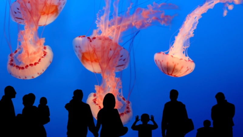 Terminátoři proti medúzám: válka budoucnosti se vede už dnes
