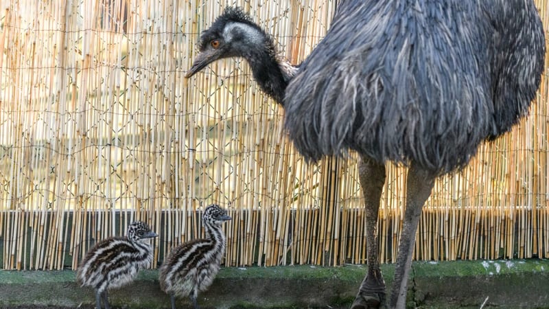 V Zoo Praha se vylíhla nádherná mláďata emu. Jejich otec přestal přijímat potravu