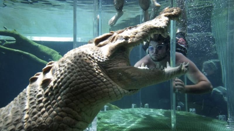 VIDEO: V kleci s hladovými krokodýly. Troufli byste si?