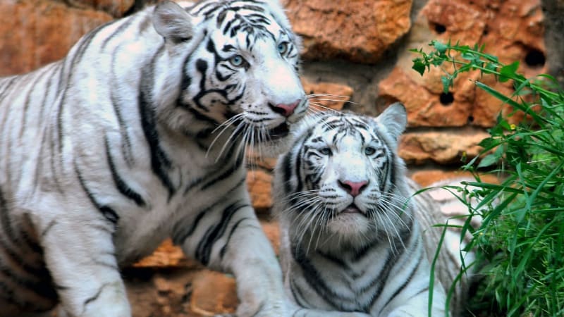 Bílí tygři - skvosty mezi šelmami