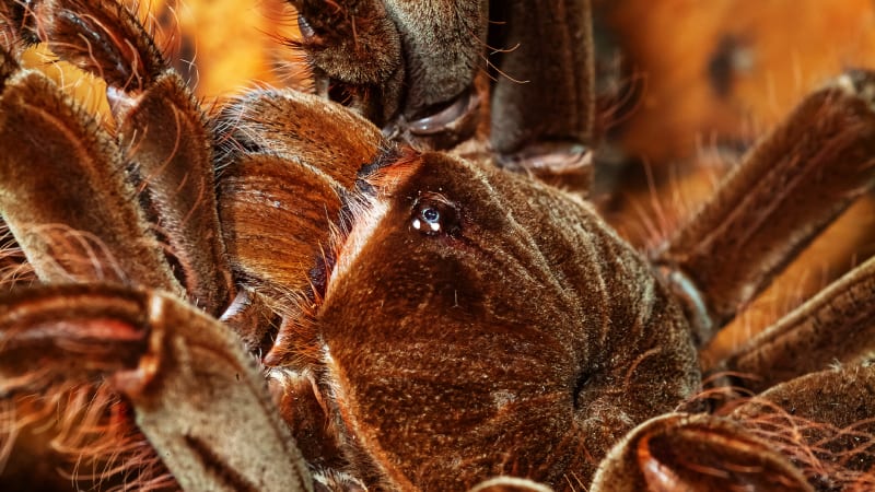 Největší pavouk světa je nelítostný zabiják. K útokům pavučinu vůbec nepotřebuje