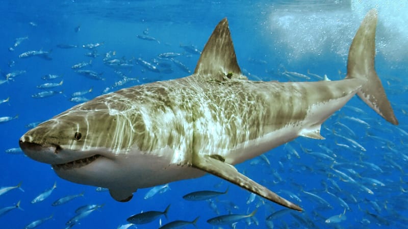 V souboji predátorů si žraloci a lachtani nezůstávají nic dlužni. Dívejte se dnes na Primu ZOOM