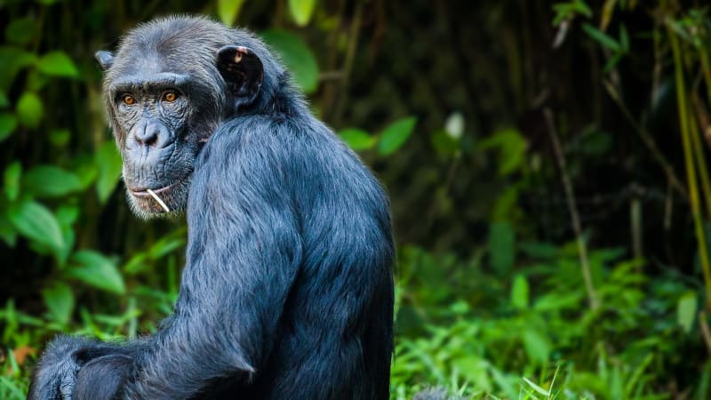 Proč šimpanzi jedí lidské děti? Příběh lidožravého šimpanze Froda