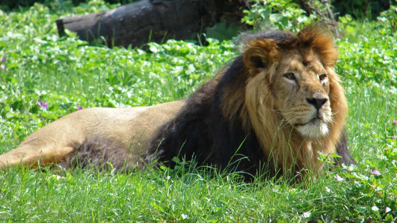 Nečekaně dobré zprávy: V Indii se skvěle daří zachraňovat lvy!
