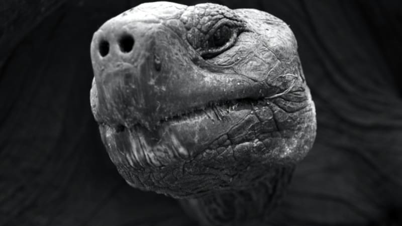 Vědci chtějí oživit obří želvy na Galapágách. Jak?