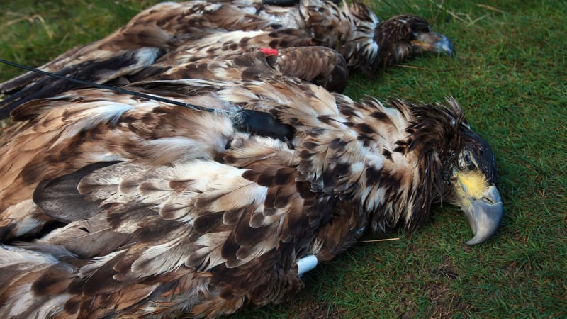 Kdo v Česku vraždí orly, káňata a další vzácná zvířata? Čtěte: