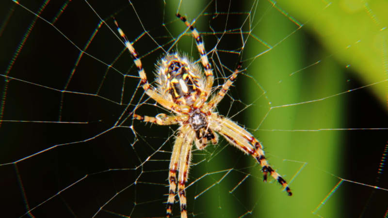 Křehká krása pavučin i jejich obyvatel