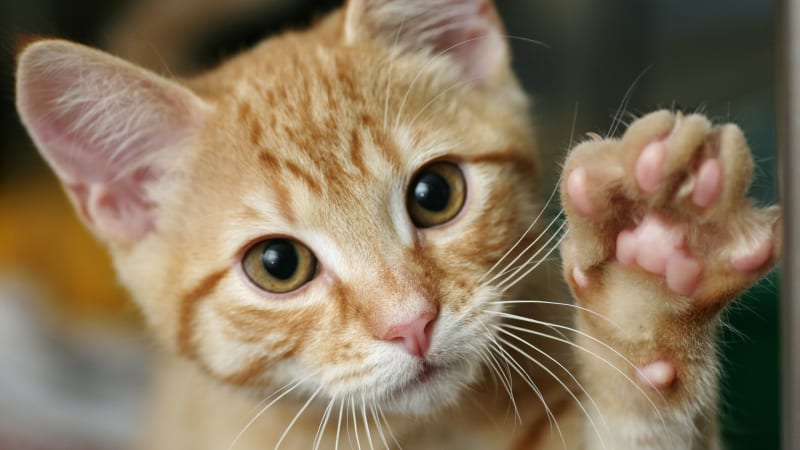 Chování koček rozluštěno: Když se na vás dívá a pomalu mrká, má vás ráda