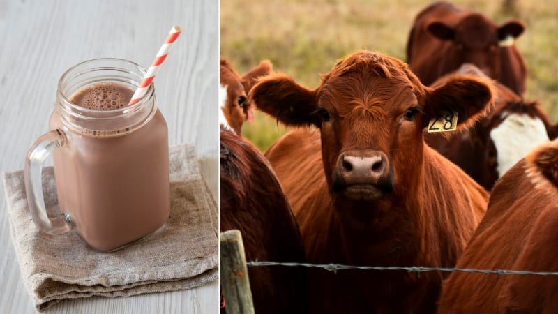 Spousta Američanů si myslí, že čokoládové mléko pochází od hnědých krav