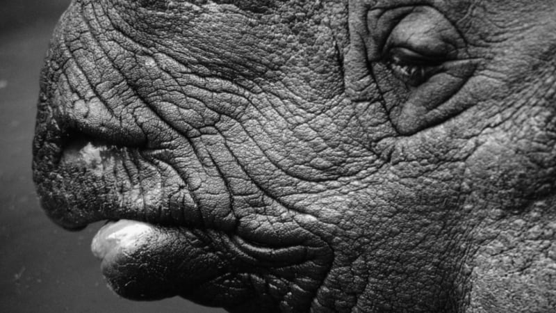Proč se nosorožci prakticky přestali rozmnožovat? Česká vědkyně je na stopě!