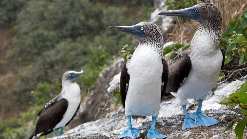 Smutná záhada: modronozí ptáci na Galapágách se přestali množit
