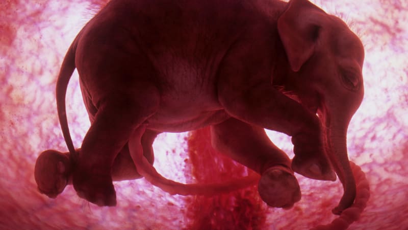 VIDEO: Sloní spermie musí na cestě k vajíčku urazit 2 metry. Jak to zvládnou?