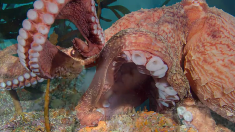 VIDEO: Člověk proti chobotnici