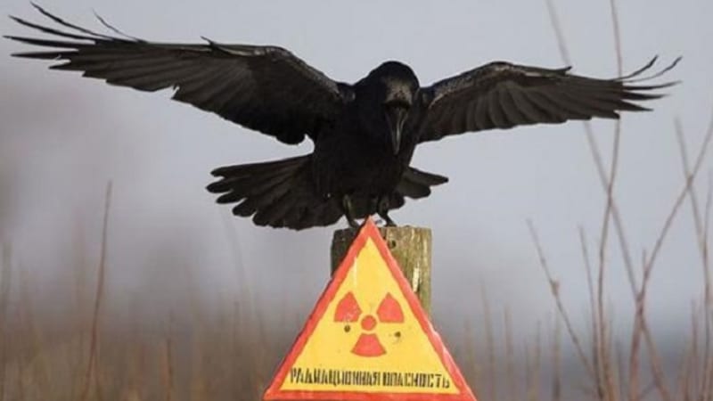 Tragédie v Černobylu: 26 let poté se ptáci naučili žít v radioaktivitě