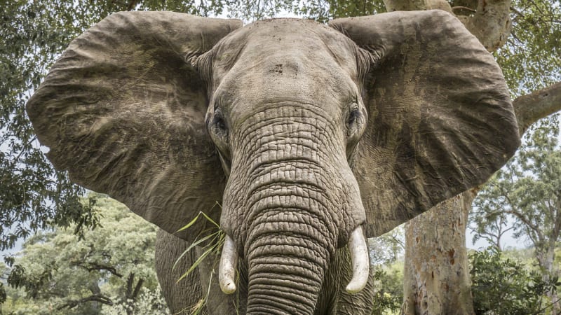 Sloni mají obří uši, nejdůležitější komunikaci ale přijímají úplně jinak