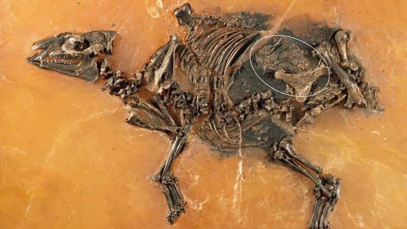 Důkazy o pozemském životě se posunuly – nejstarší zkamenělé organismy jsou staré čtyři miliardy let