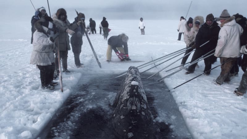 V ledu uvězněné velryby donutily ke spolupráci USA i Sověty. Podívejte se na jejich záchranu