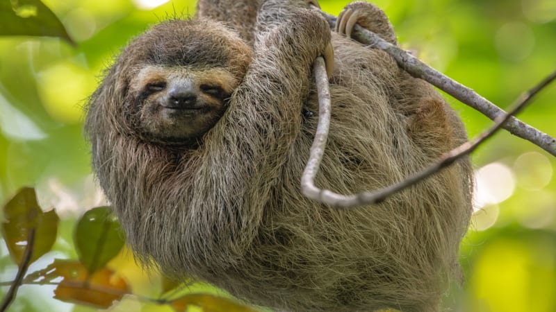 5 zajímavostí, které možná nevíte o lenochodech: V zajetí prospí až 20 hodin denně