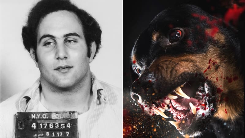 Samův syn: Sériového vraha Davida Berkowitze měl k vraždám nutit posedlý pes. Co ho spojovalo s Charlesem Mansonem?