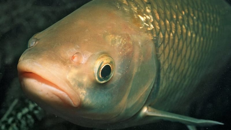 Nejběžnější ryba USA staví úchvatné mohyly z tisíců kamenů. Z řek však postupně mizí
