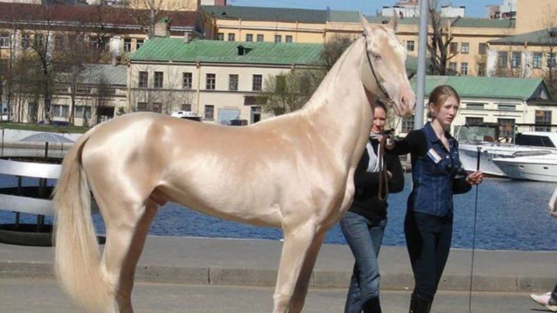 Je tohle nejkrásnější kůň na světě?