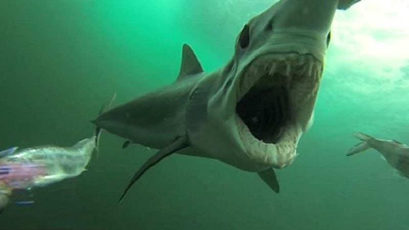 VIDEO: Když vás žere žralok. Pohled rovnou do tlamy