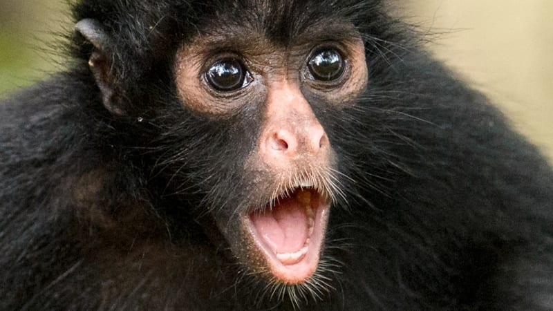 Čerstvě narozená opička připomíná pavouka. Proč se o vzácném druhu skoro nic neví?