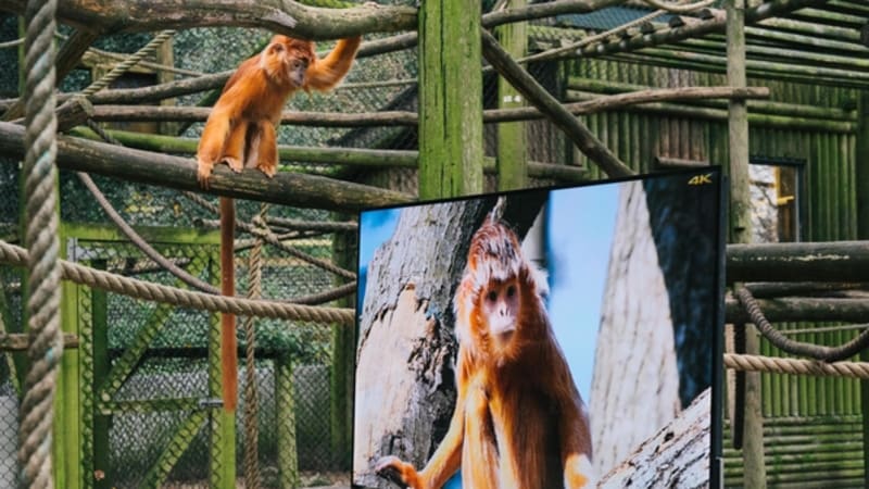 Ohrožené opice má zachránit sledování televize. Ano, dává to smysl...