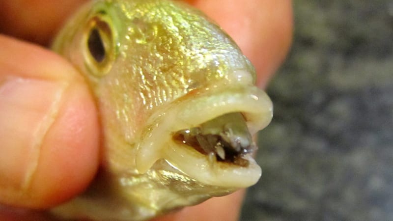 Nejbizarnější parazit na světě sežere rybě jazyk, aby ho mohl nahradit