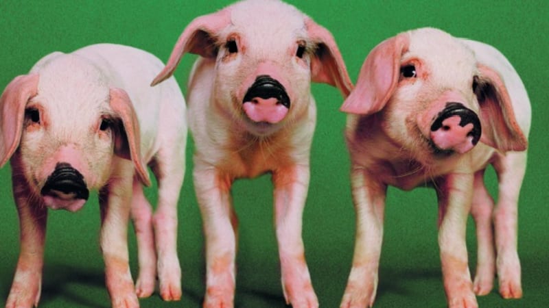 Čína začala klonovat prasata. Budeme už brzy obědvat klony?