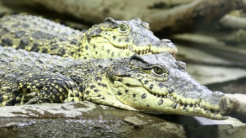 Křtiny krokodýlů 