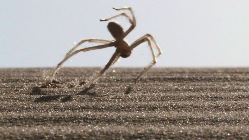 VIDEO: Vědci objevili pavouka, který dělá přemety