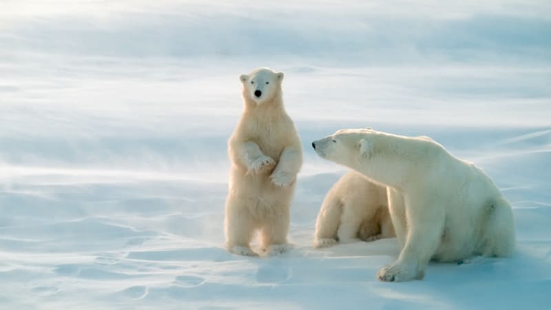 VIDEO: Proč se z ledních medvědů stávají vejcožrouti?