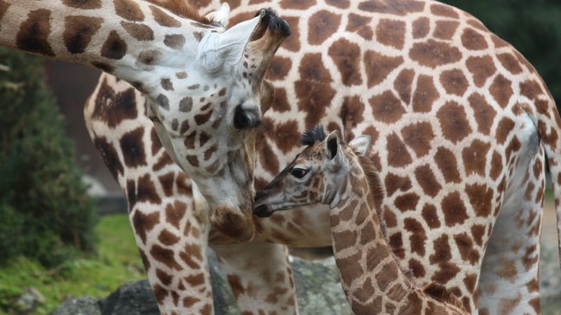 Novorozená žirafa
