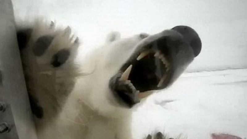 VIDEO: Tak vypadá pohled do tlamy útočícího ledního medvěda