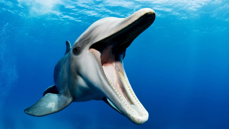 5 věcí, které možná nevíte o delfínech: Proč si libují v drogách podobných marihuaně?
