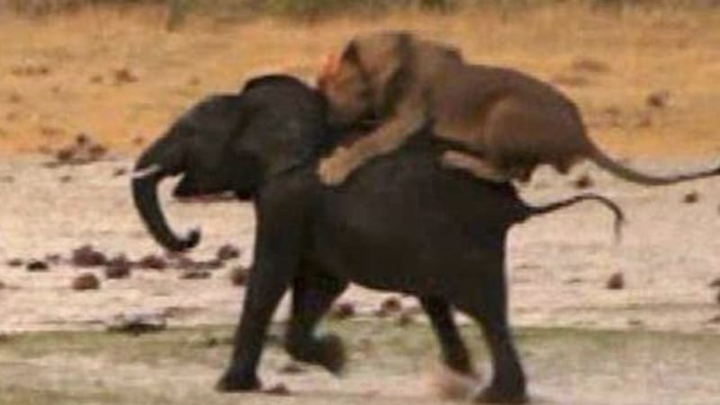 VIDEO: Má lev na to ulovit slona?