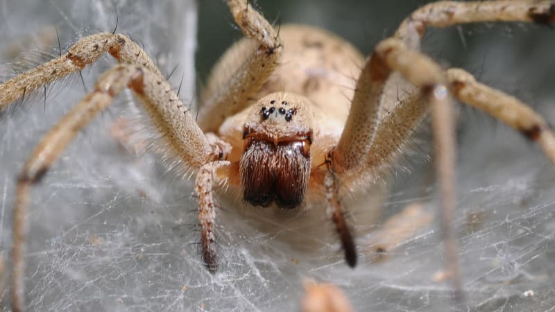 Pavoučí páření je plné svazování a kousání. Samci k tomu mají dobrý důvod