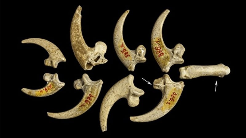 Údajně primitivní neandrtálci vyráběli úžasné šperky z orlích spárů!