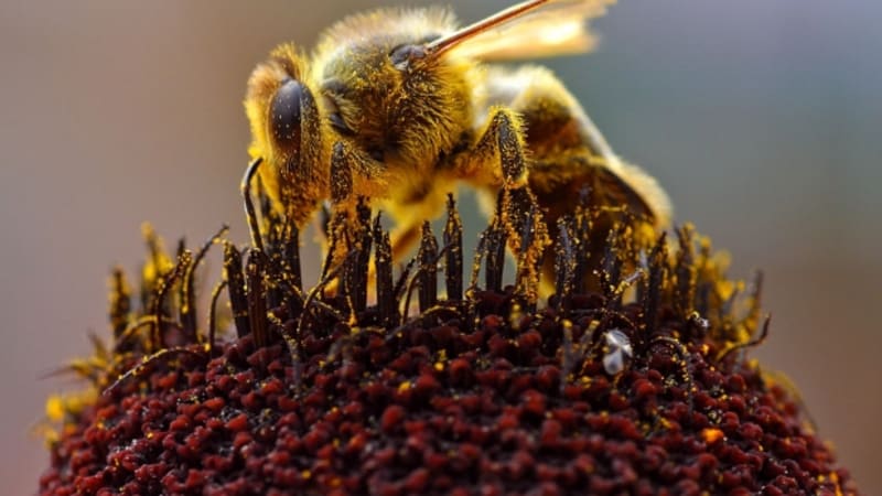 Včely zblízka